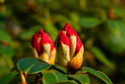 Rhododendron caucasicum - pěnišník kavkazský - pupen květ